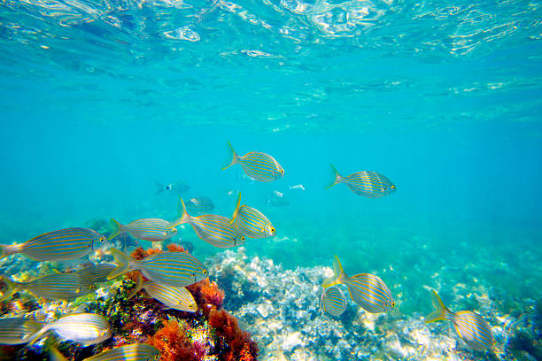 istock Mediterranean underwater with salema fish school 472342096