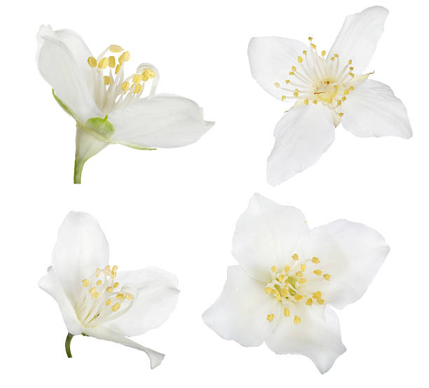 Photo of four pure white isolated jasmine blooms