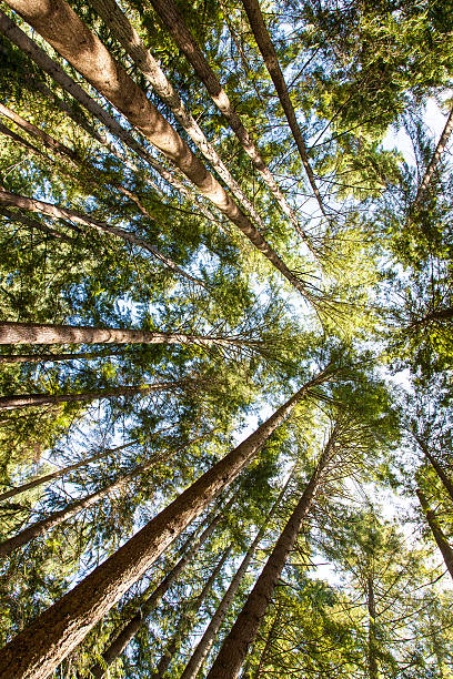 istock beautiful trees. nature green forest. 472343002
