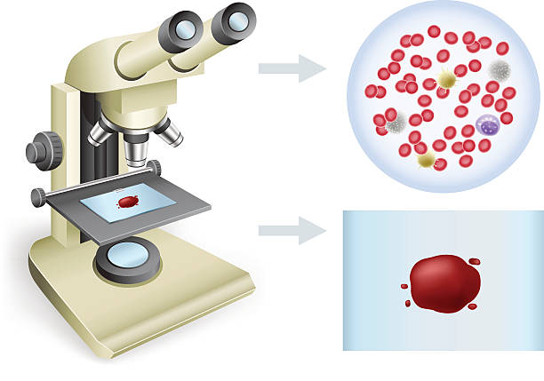 ilustrações de stock, clip art, desenhos animados e ícones de sangue sob um microscópio - microscope view