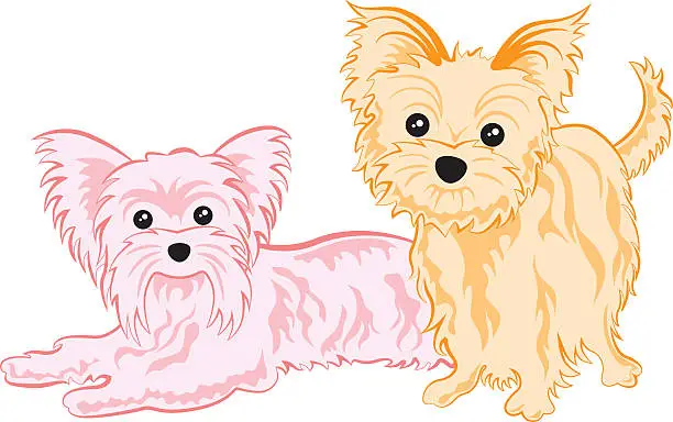 Vector illustration of Cute yorkshire terriers