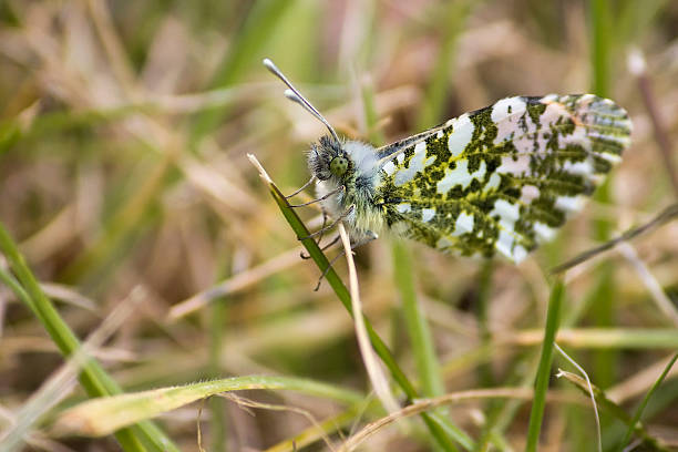 Orange Tip Butterfly Side View on Grass stock photo