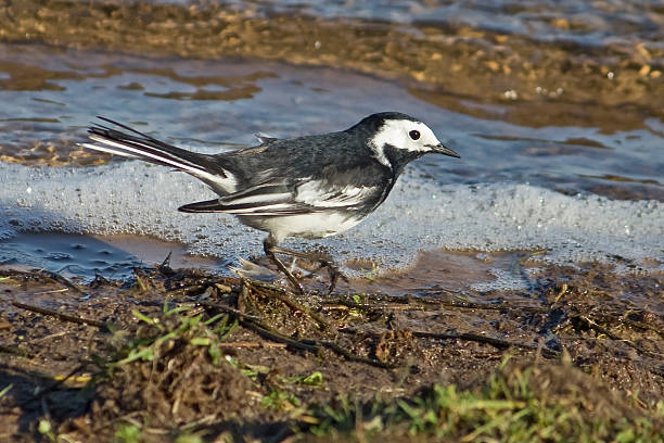 Pied Wagtail Walking by Water's Edge stock photo