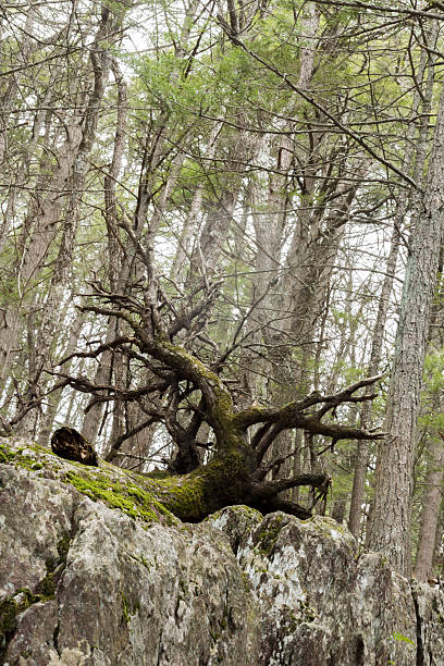 árvore caída - uprooted vertical leaf root imagens e fotografias de stock