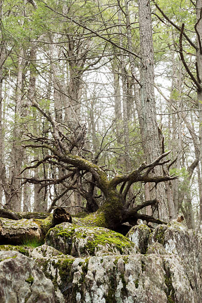 árvore caída - uprooted vertical leaf root imagens e fotografias de stock