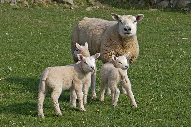 istock Ewe sheep and three newborn lambs 472348728