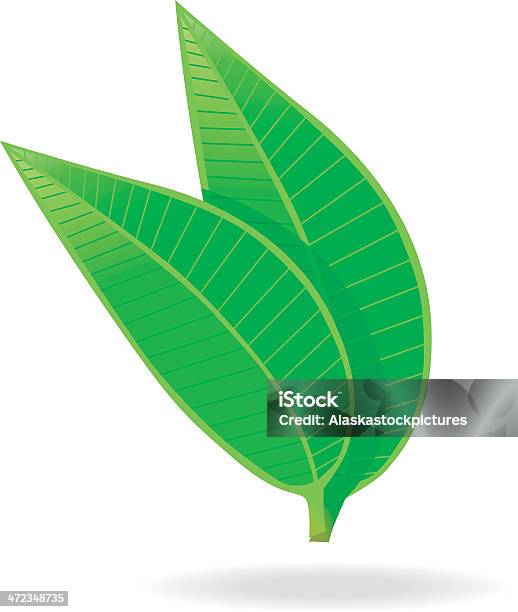 Grüner Tee Leafs Stock Vektor Art und mehr Bilder von Blatt - Pflanzenbestandteile - Blatt - Pflanzenbestandteile, Dekoration, Grün