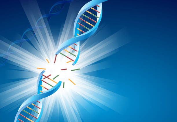 днк молекулярной перерыв - dna helix helix model red stock illustrations