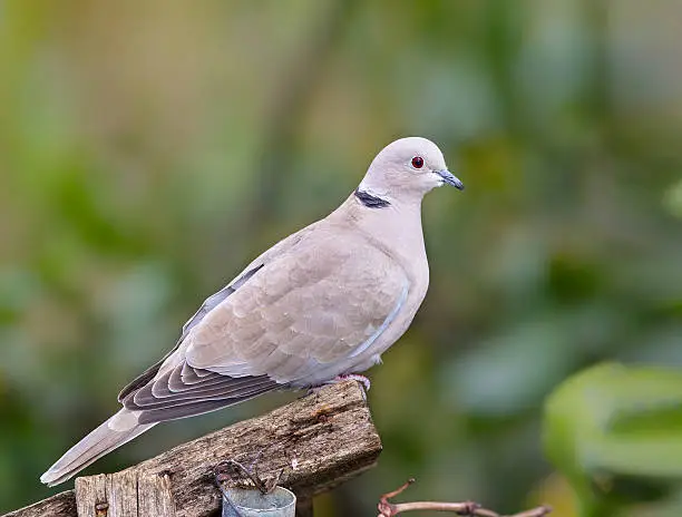 A Collared Dove (Stretopelia decaocto) perched on a garden fence against a green, blurred natural background