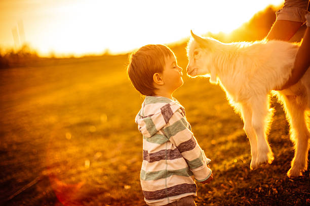Photo of little cute boy kissing the baby goat on the field in the sunset