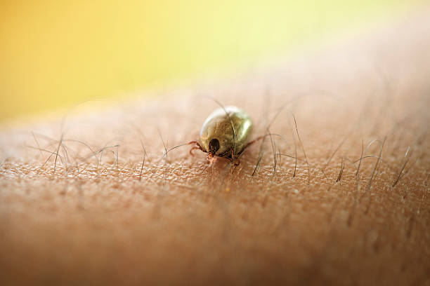 istock Tick crawling on human skin 472351250