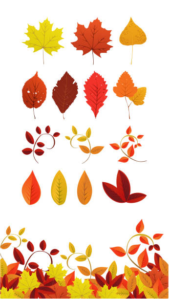 jesień liść ikony - elm tree autumn leaf tree stock illustrations