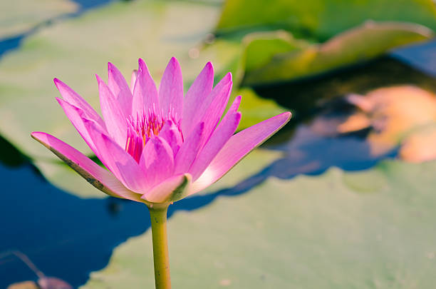 istock Beautiful Pink Lotus,  in a pond 472353978