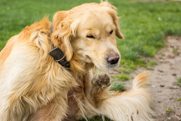 adulto labrador dourado arranhões pulgas - tick dog flea pets - fotografias e filmes do acervo