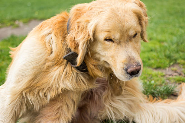 adulte golden retriever se gratter puces - dog scratching flea dog flea photos et images de collection