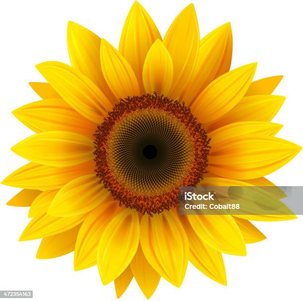 Sunflower Stock Illustration - Download Image Now - Sunflower, Vector, White Background