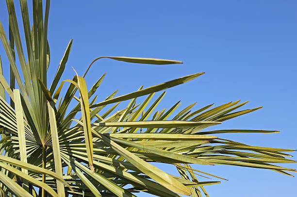 istock lush palm with long leaves and the blue sky 472354334