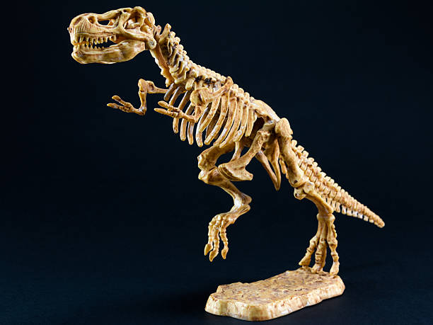 istock dinosaur Tyrannosaurus T Rex skeleton on black background 472354408