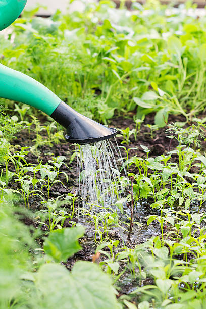 istock Watering of the garden bed 472354642