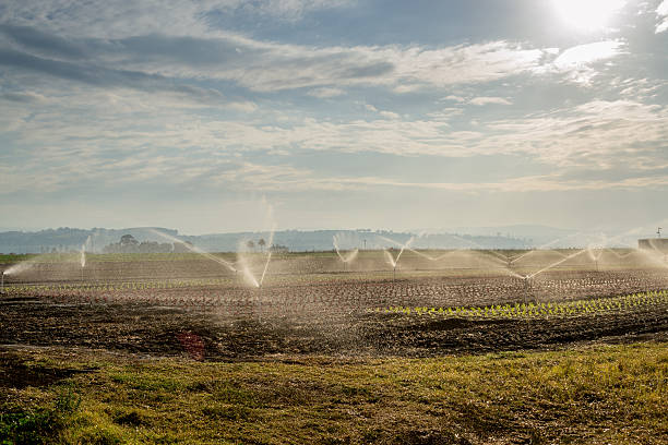istock Crop Field getting an early morning soaking from the irrigation 472354882