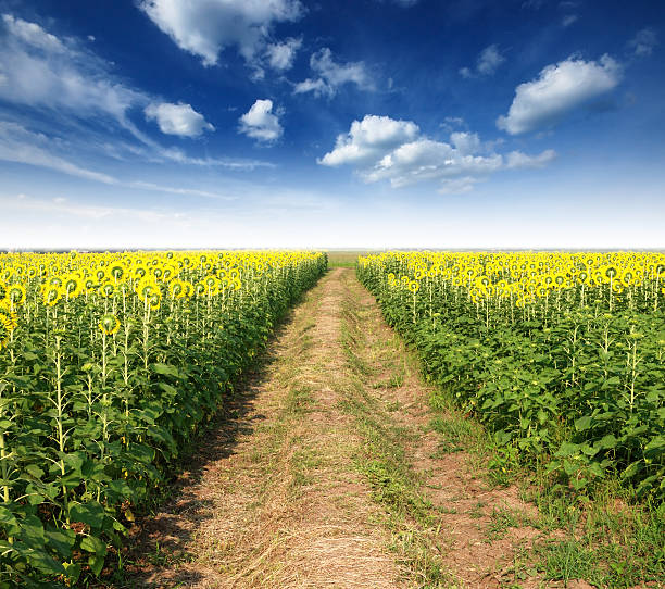 istock Sunflower in the sunlight time 472355312