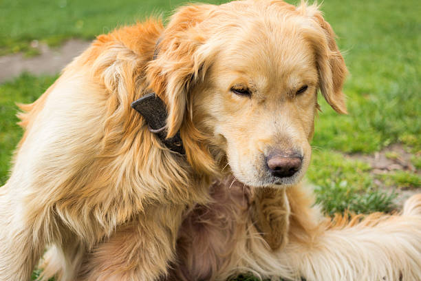 adulte golden retriever se gratter puces - dog scratching flea dog flea photos et images de collection