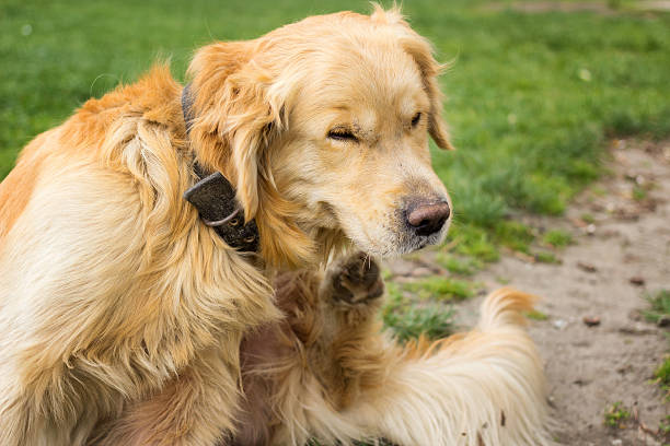 adulto golden retriever di graffiare le pulci - tick dog flea pets foto e immagini stock