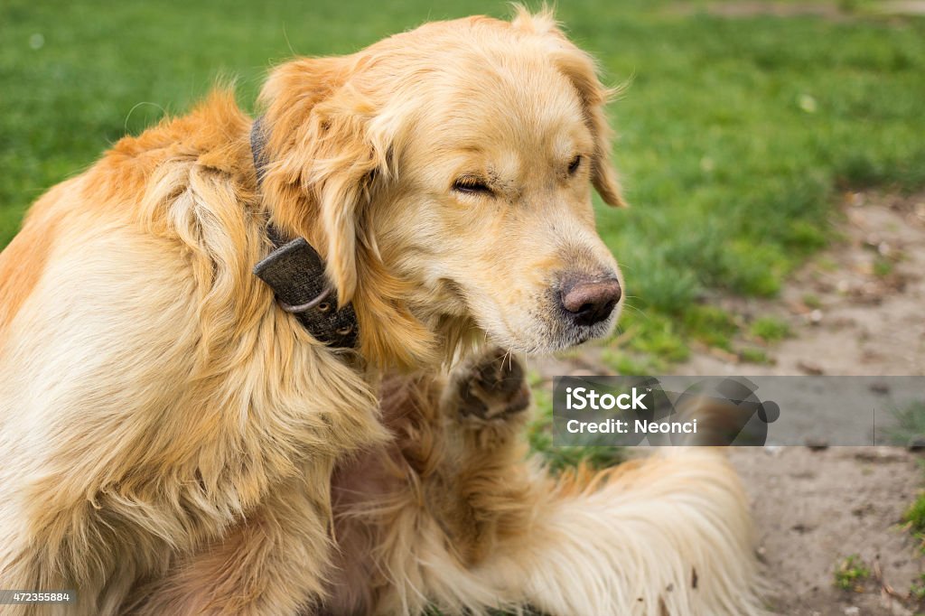 Adult Golden Retriever  Scratching fleas Scratching Stock Photo