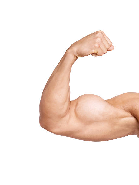 4,500+ Big Biceps Stock Photos, Pictures & Royalty-Free Images