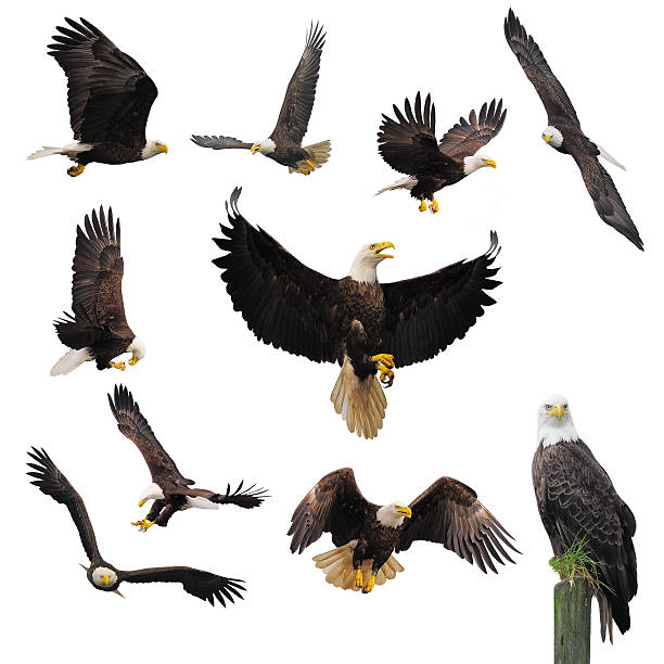 águilas calvas. - eagles fotografías e im ágenes de stock