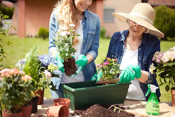 Beautiful mature woman with her senior mother gardening  in front of  house. They are transplanted plants.