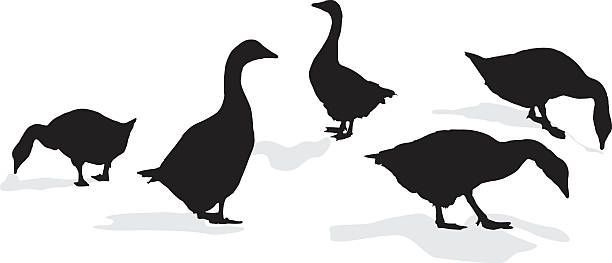 Ducks in Silhouette vector art illustration