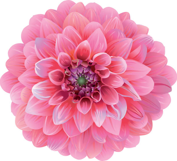 Free Dahlia Vector Art - Download 24+ Dahlia Icons & Graphics - Pixabay