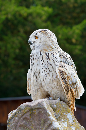Portrait of european eagle owl