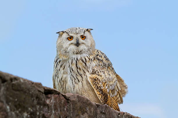 istock Portrait of eagle owl 472362222