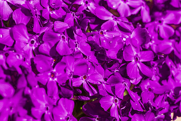 hintergrund blumen - giesen - fotografias e filmes do acervo