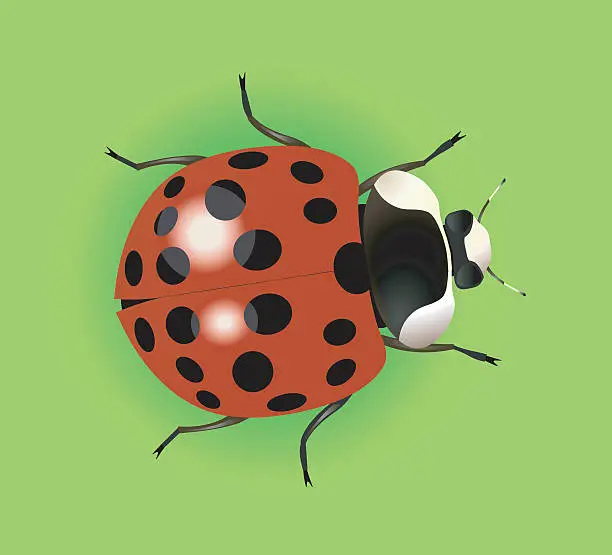 Vector illustration of cute Ladybug on green bg.