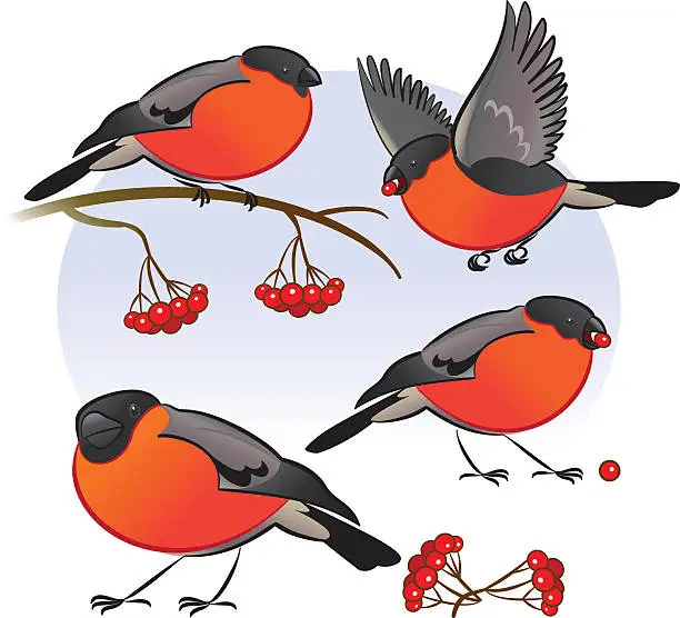 Vector illustration of Bullfinch poses