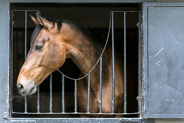istock Horse Portrait in Barn 472364256
