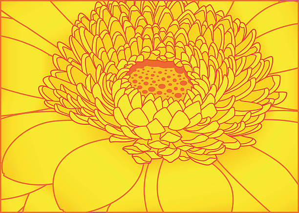 detail der ein sonnig gelbes gerberaflower. - dekorative stock-grafiken, -clipart, -cartoons und -symbole