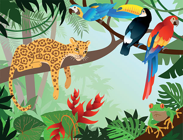 A cartoon jungle design with leopard, parrot, and Toucan Amazona Jungle with wild animals (parrot, toucan, frog and jaguar). amazonia stock illustrations