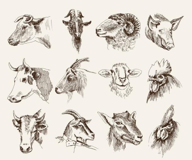 ファーム動物の頭 - ewe点のイラスト素材／クリップアート素材／マンガ素材／アイコン素材