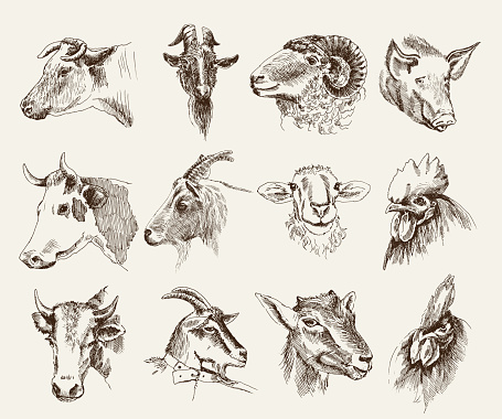 head of farm animals. set vector sketches
