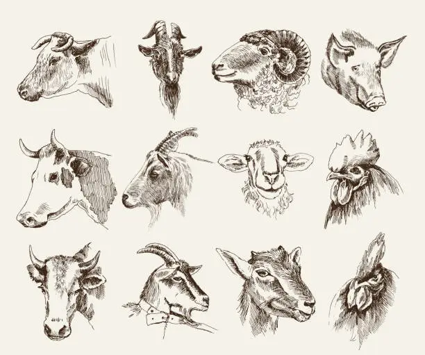 Vector illustration of The heads of various farm animals