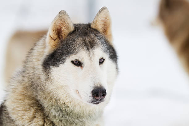 istock Young siberian Husky at winter 472366992