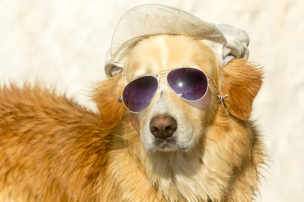 A golden Labrador dressed up comically in sunglasses and peak cap because of the heat on the Greek islands in summer