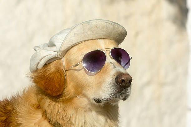 istock Golden Labrador in Mykonos Town, Greece 472367140