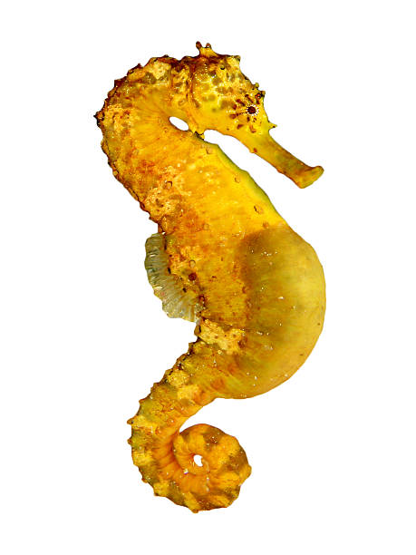 The leafy seadragon or Glauert's seadragon, is found along the southern and western coasts of Australia. The name is derived from the appearance, with long leaf-like protrusions coming from all over the body. These protrusions are not used for propulsion; they serve only as camouflage.