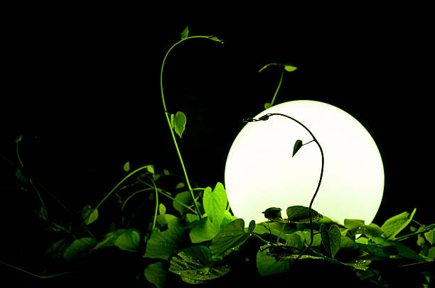 istock Big round lantern amidst grass and foliage 472368600