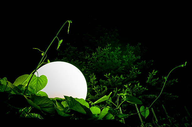 istock Big round lantern amidst grass and foliage 472368610